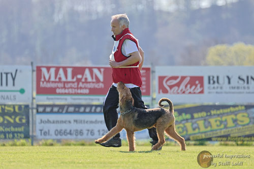 Airedale Terrier Baro von Haus Schirmer